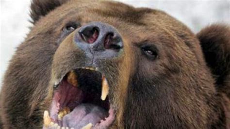 blr ours|Attaque d’ours sauvages: «L’homme a subi des blessures  .